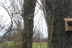 Nestkast roodborst of grauwe vliegenvanger