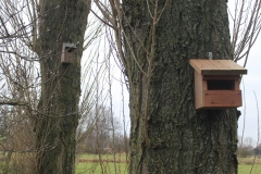 Nestkast roodborst of grauwe vliegenvanger